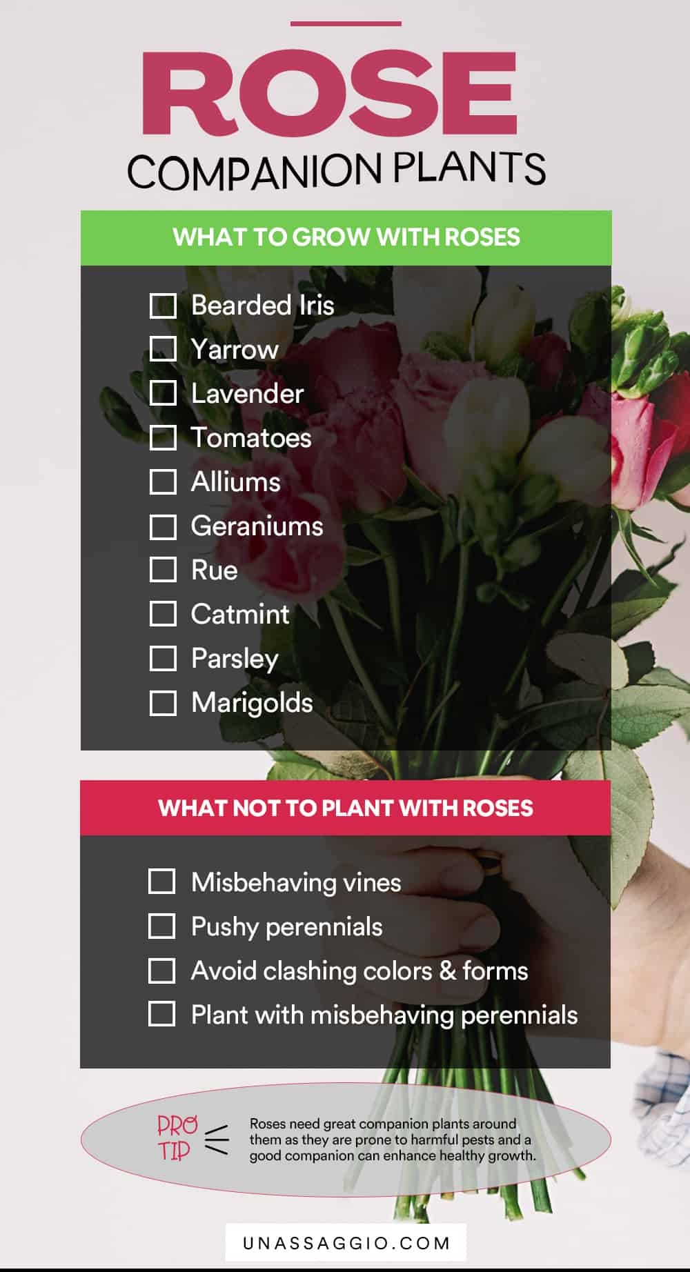 Rose Companion Plants 10 Best Companion Plants For Rose UnAssaggio