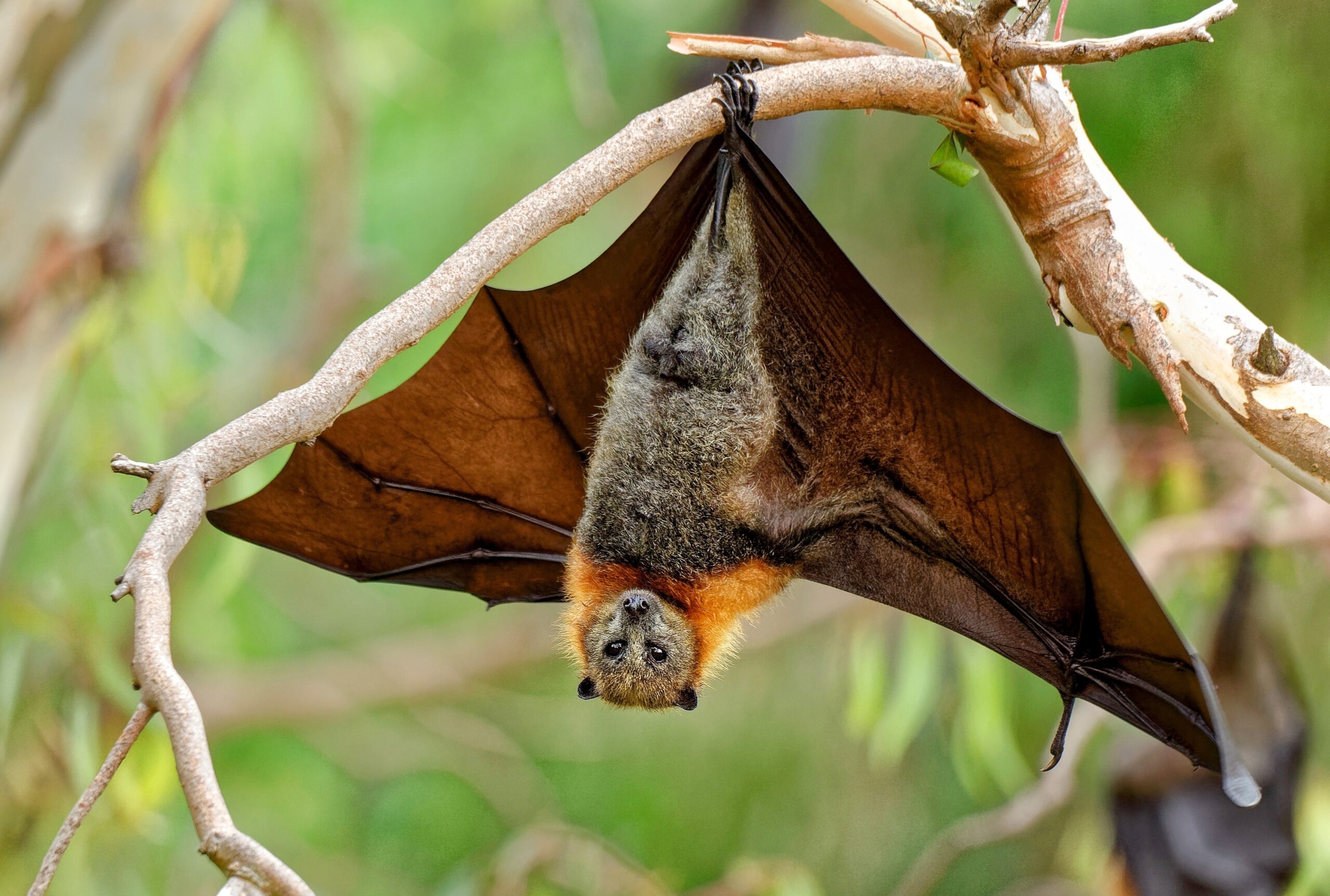 Scientists Find A Protein In Bats That Can Slow Aging And Fight Most 