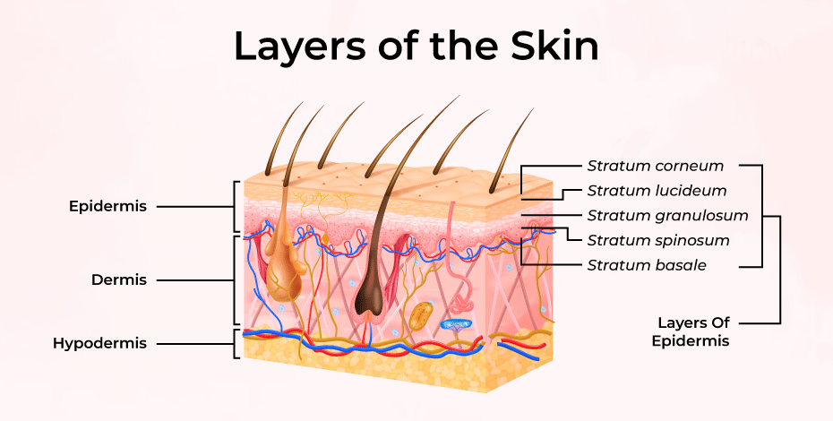 Skin Layer Structure And Functions