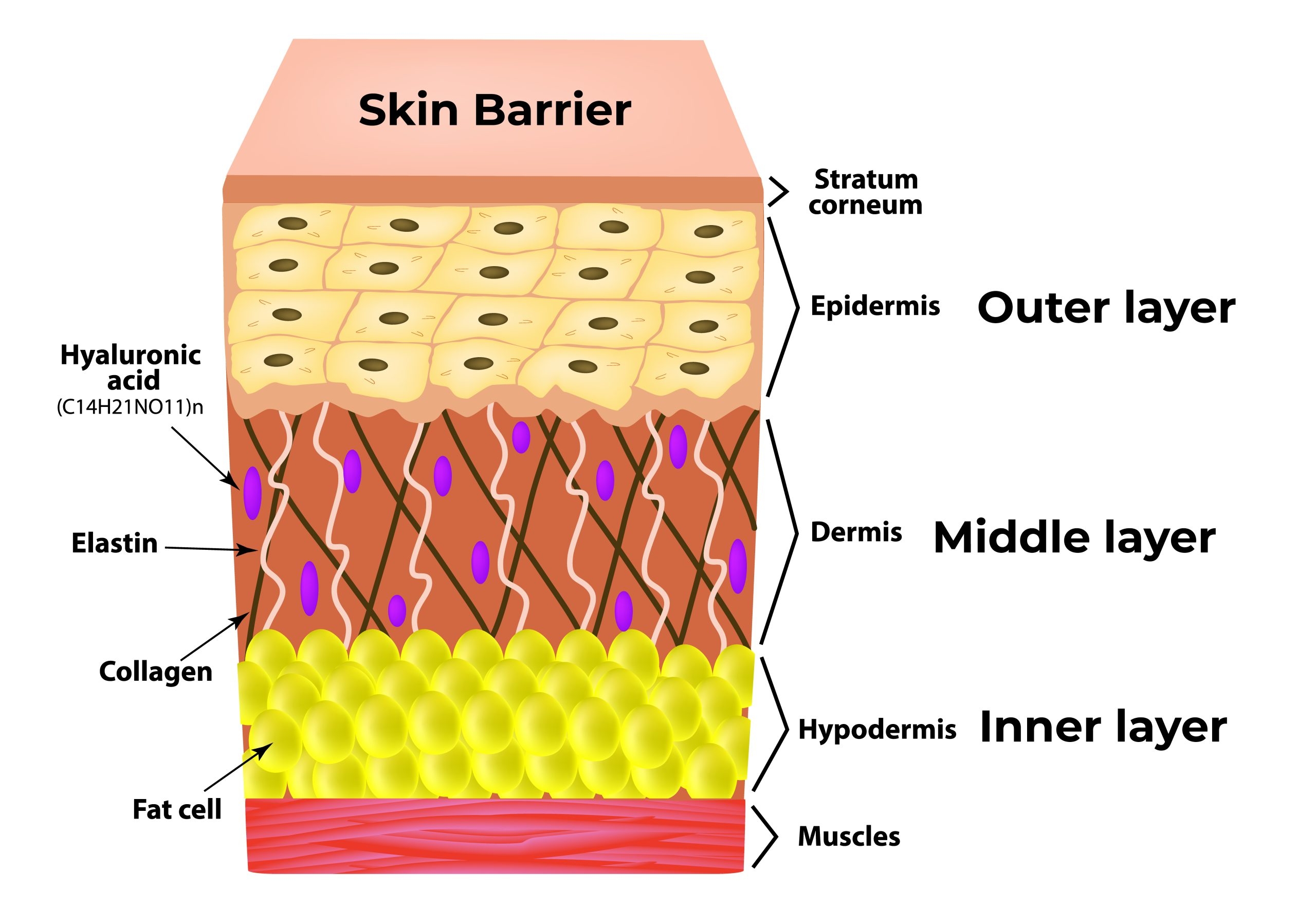 Skin Layers Of Epidermis Anatomy Eroppa