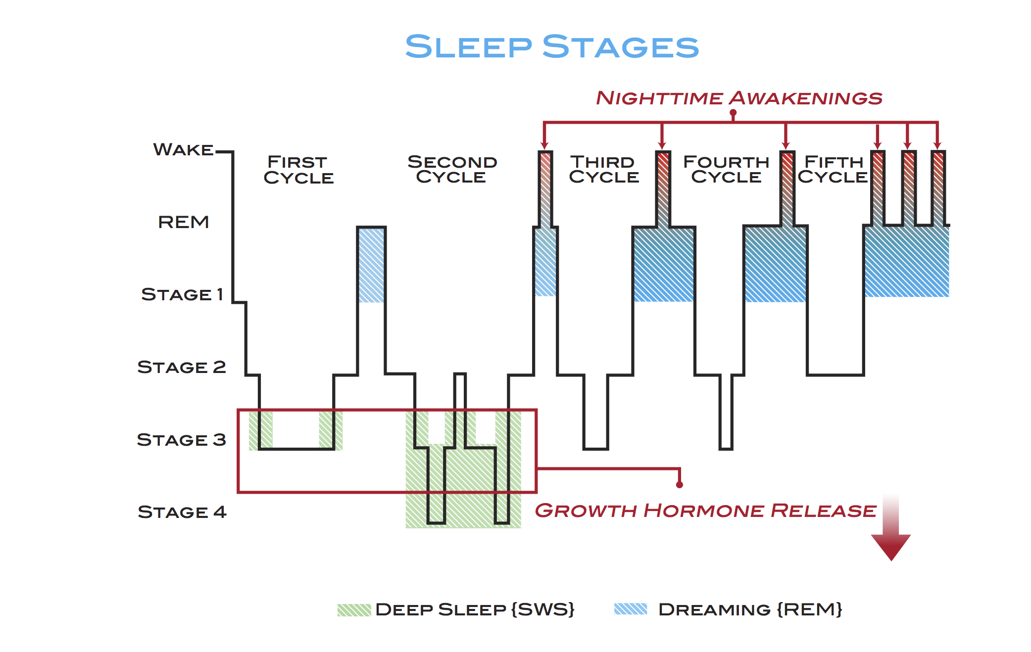 Sleep Cycle Chart Normal Google Search Rem Sleep Cycle Stages Of 