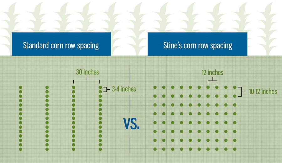 Spacing Between Corn Plants