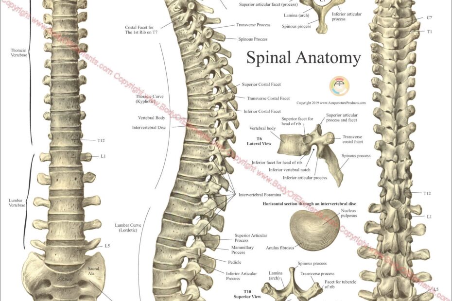 Spinal Anatomy Poster