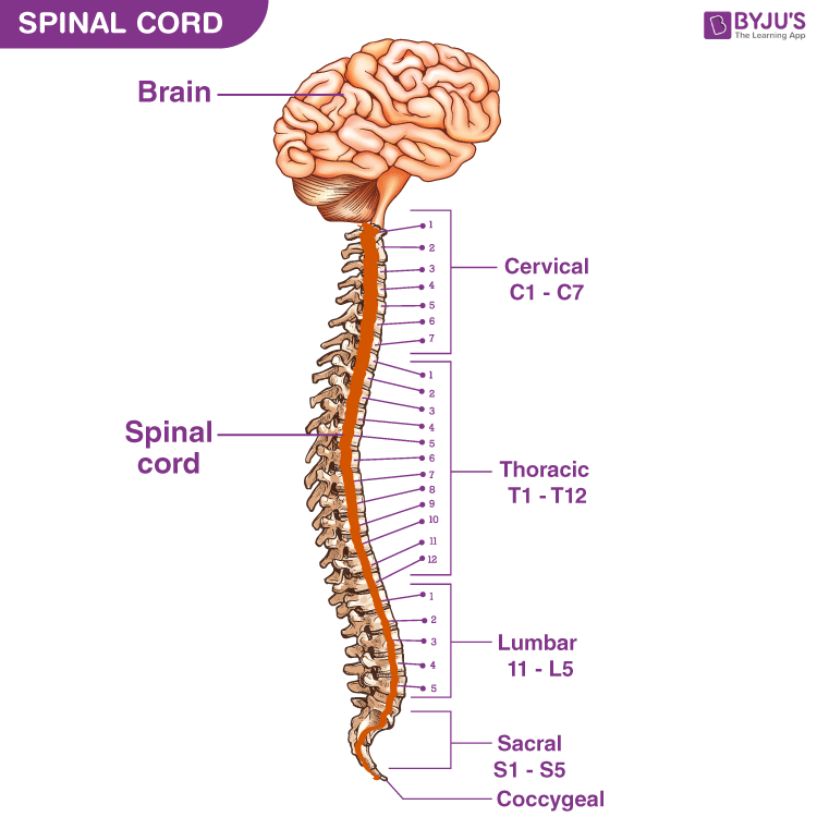 spinal chart spinal chart