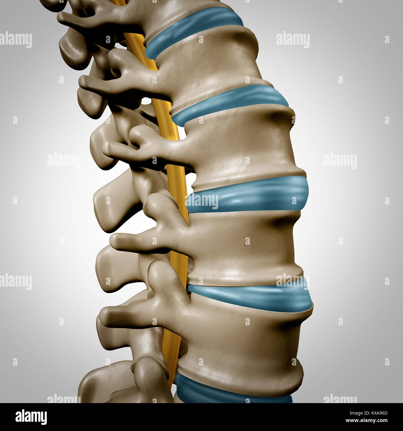 Spine Anatomy Hi res Stock Photography And Images Alamy