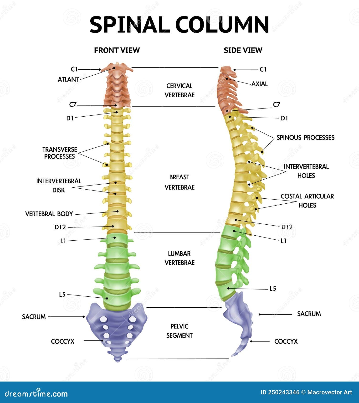 Spine Anatomy Realistic Chart Stock Vector Illustration Of Anatomical 