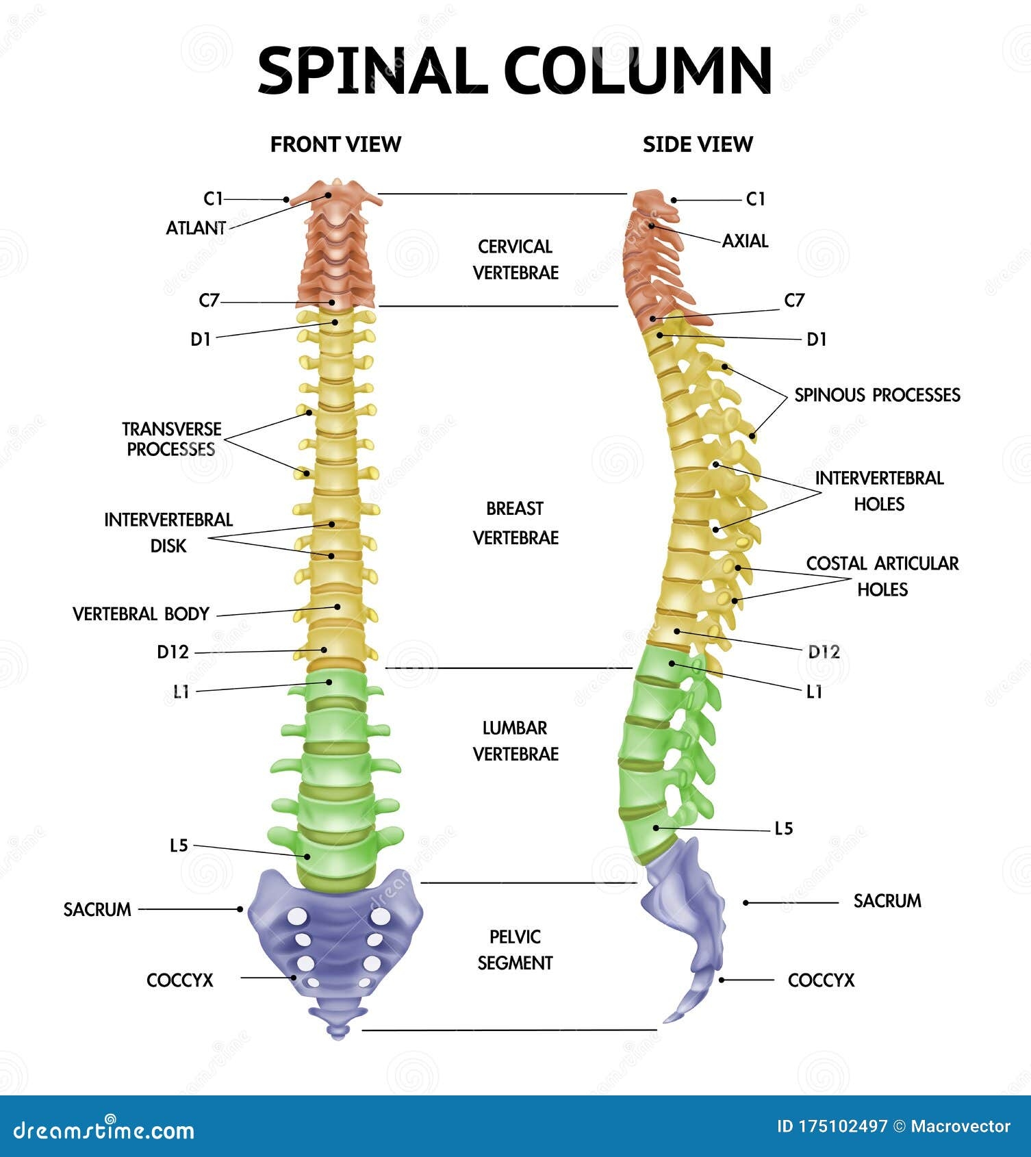Spine Anatomy Realistic Chart Stock Vector Illustration Of Health 