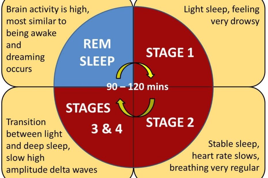 Stages Of Sleep