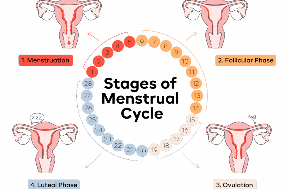 The 4 Stages Of The Menstrual Cycle Aunt Flow
