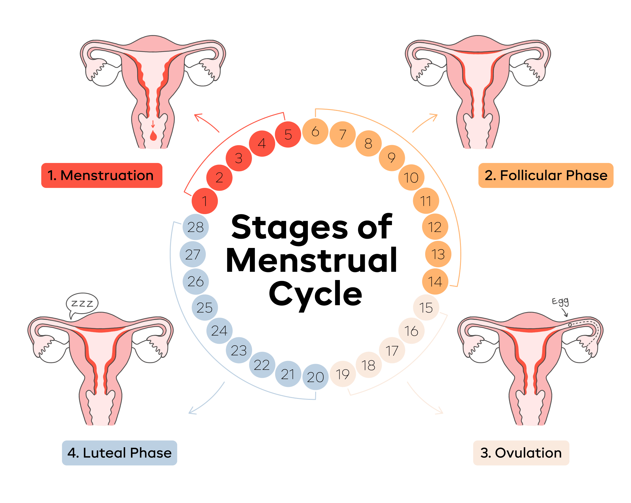 The 4 Stages Of The Menstrual Cycle Aunt Flow