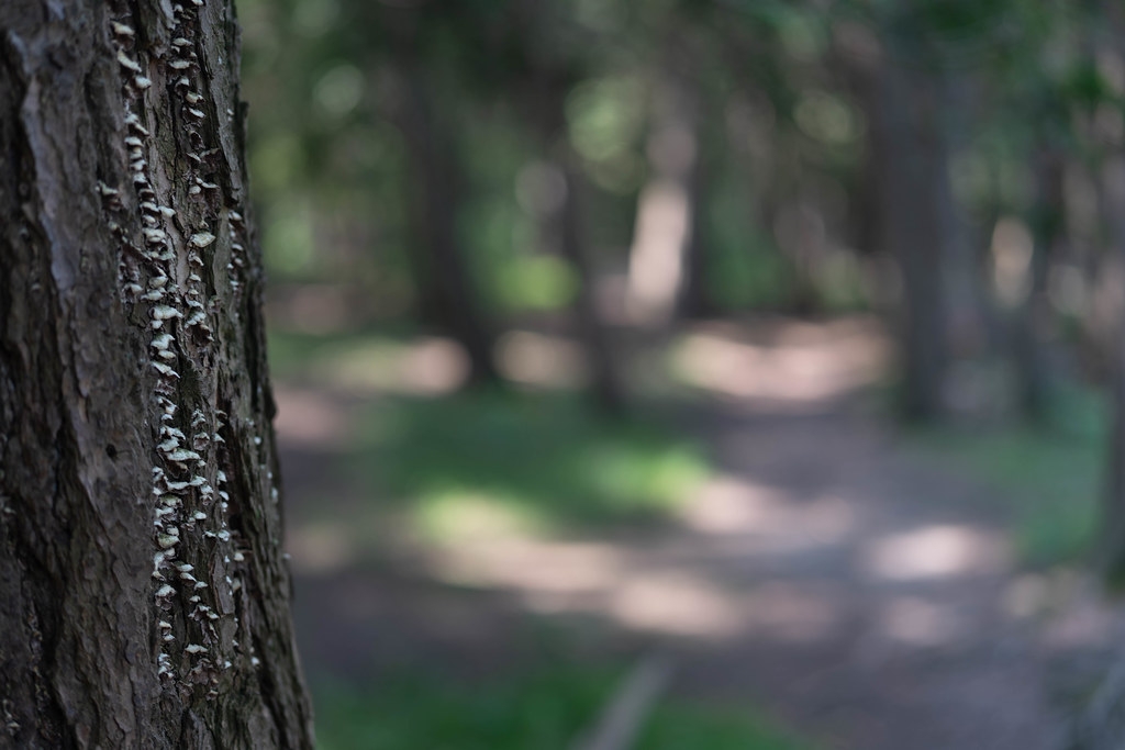 The Psalms Through The Eyes Of A Modern Day Poet Ann Voskamp