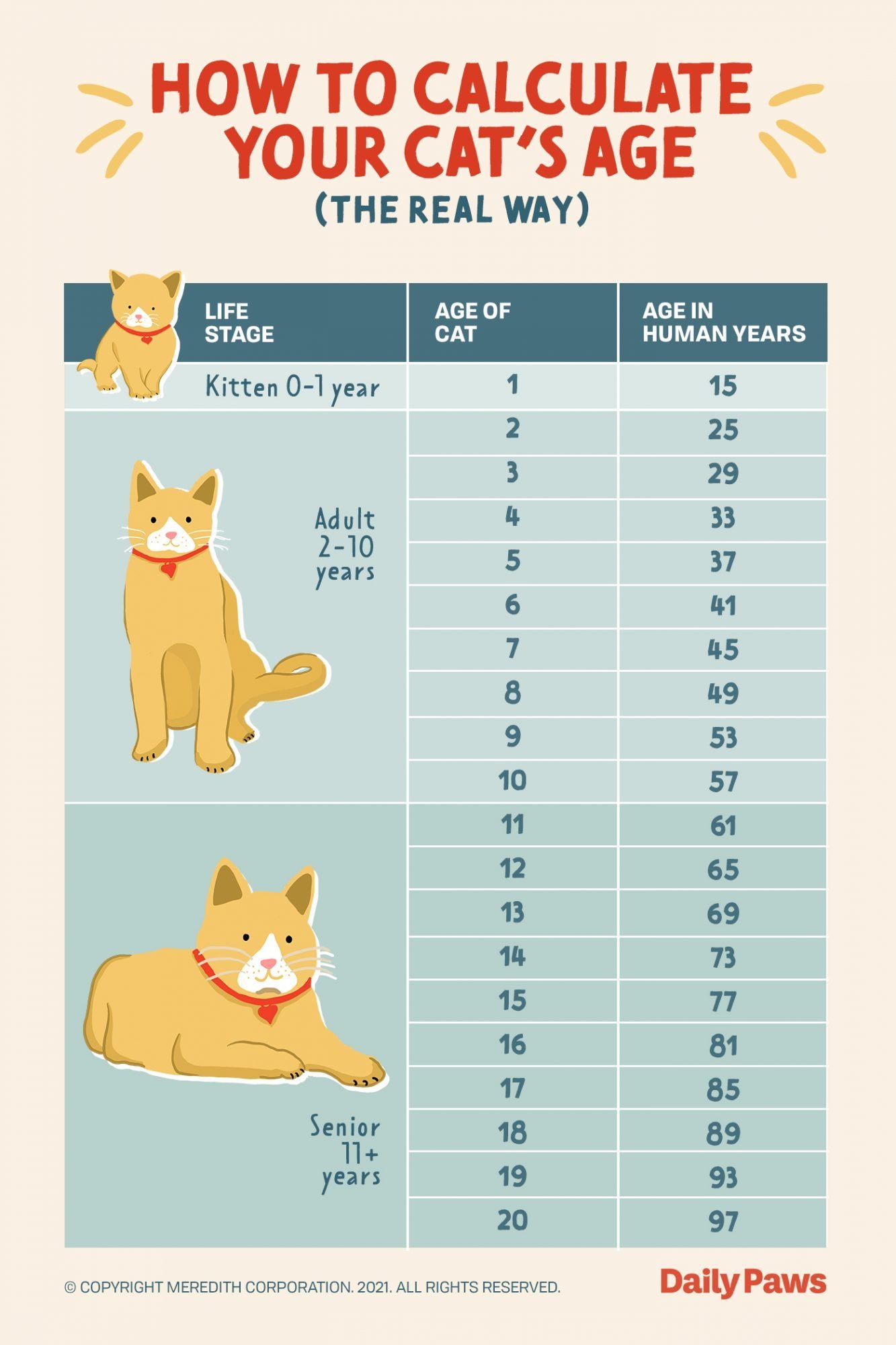 The Real Way To Calculate Your Cat s Age In Human Years Cat Ages Cat 