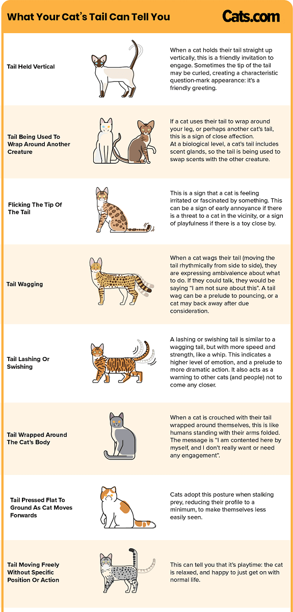 The Ultimate Guide To Cat Tail Language And Its Meanings Cats