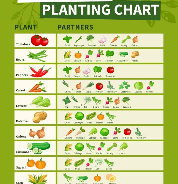 The Ultimate Guide To Companion Planting A Numberpoint Chart Of The