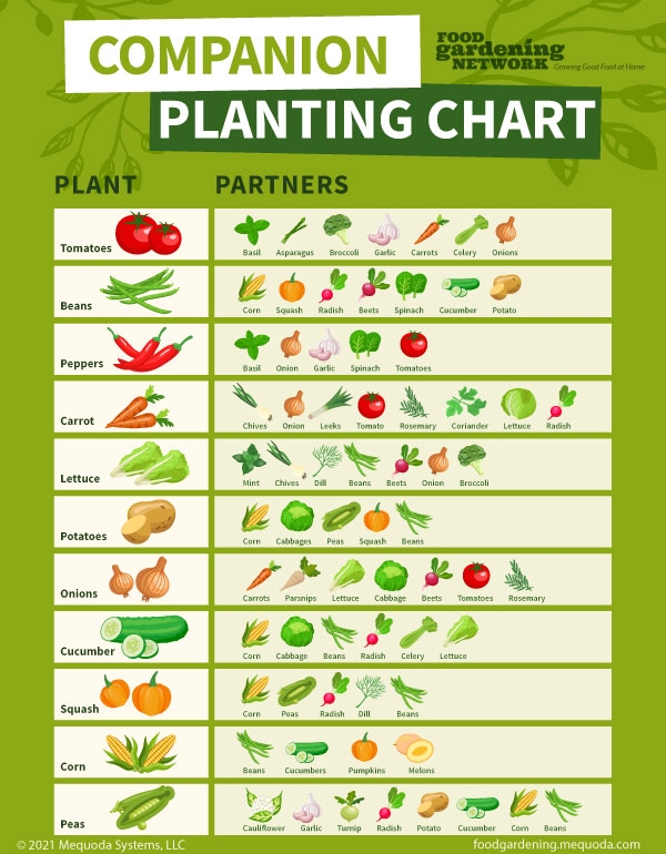 The Ultimate Guide To Companion Planting A Numberpoint Chart Of The 