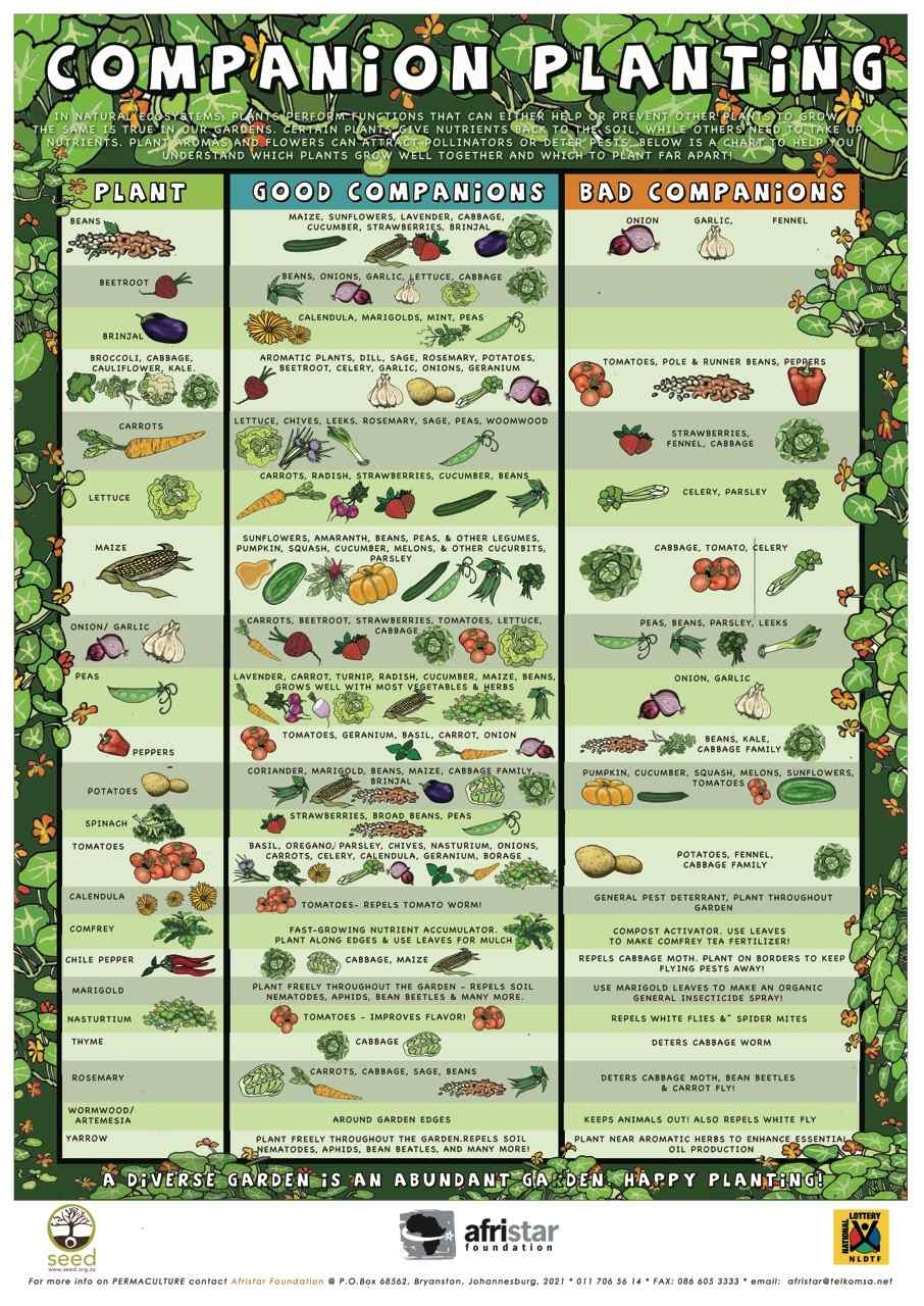 The Ultimate Guide To Companion Planting Grow A More Productive And 