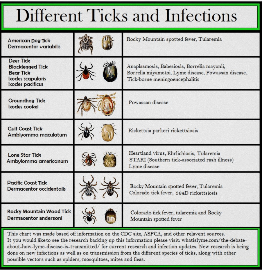 Tick Chart Identification Alternative Earthcare Tick Chart Identification Alternative Earthcare