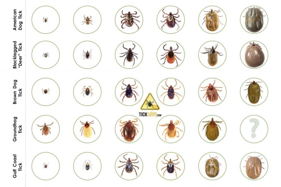 Tick Identification 101 Made Easy Deer Lone Star Dog