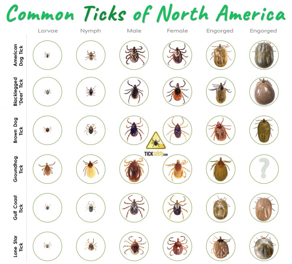 Tick Identification 101 Made Easy Deer Lone Star Dog 