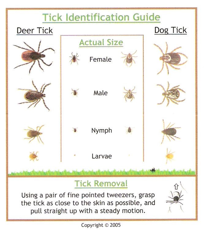 Tick Identification Guide Helpful Hints Pinterest