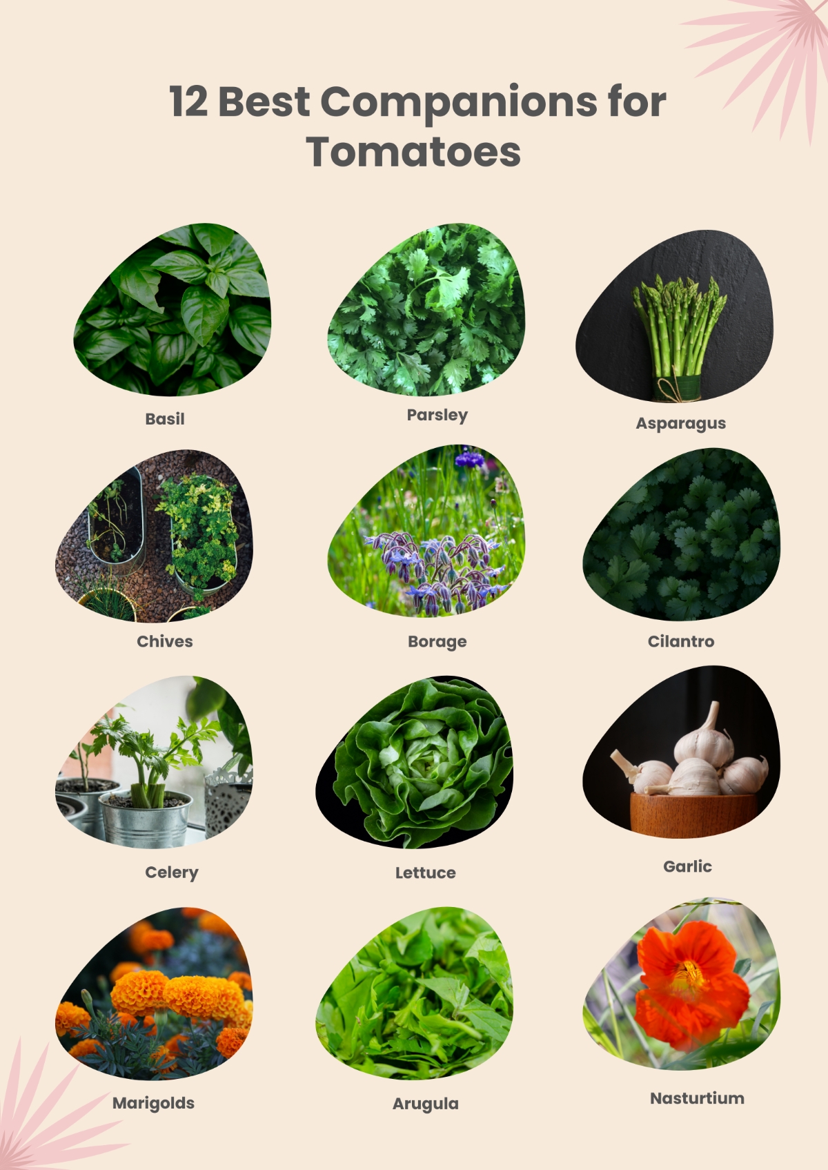 Tomato Companion Plants Chart At Cynthia Chavez Blog