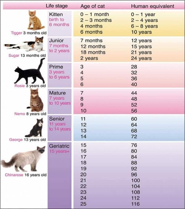 cat life span chart cat life span chart