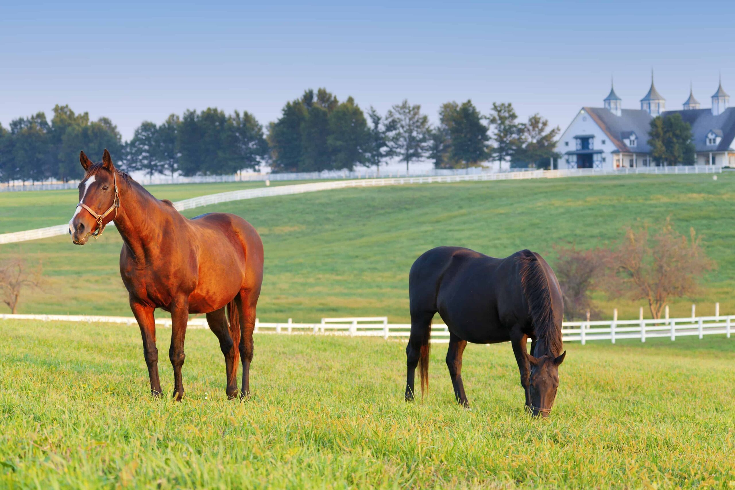 Top Equine Properties For Sale Massachusetts