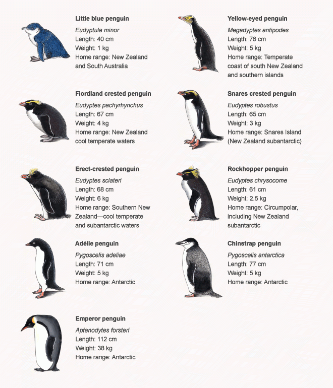 Types Of Penguins Chart Ponasa
