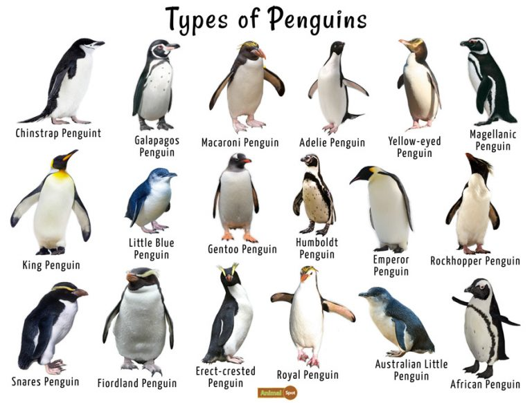 Types Of Penguins Facts Habitat Diet Adaptations