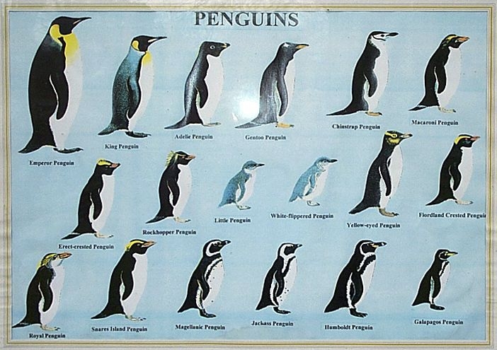 Types Of Penguins