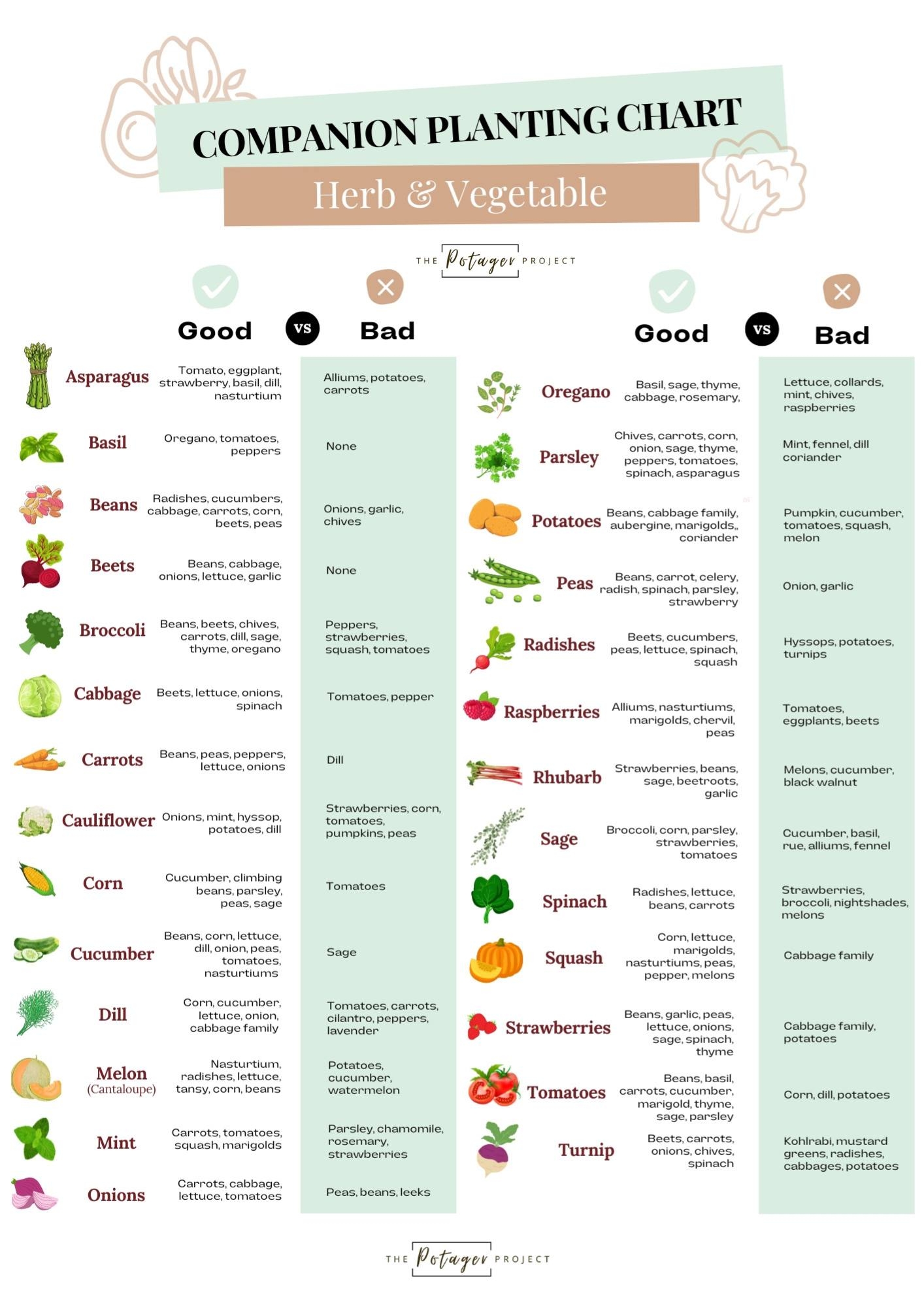 Vegetable Companion Planting Guide Pairings For Success Vegetable Companion Planting Guide Pairings For Success
