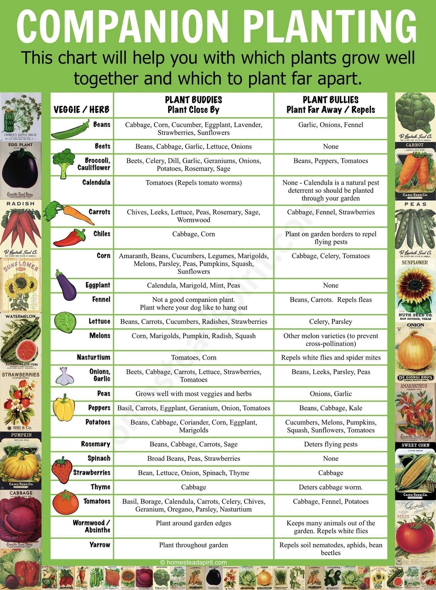 Vegetable Companion Planting Guide Printable