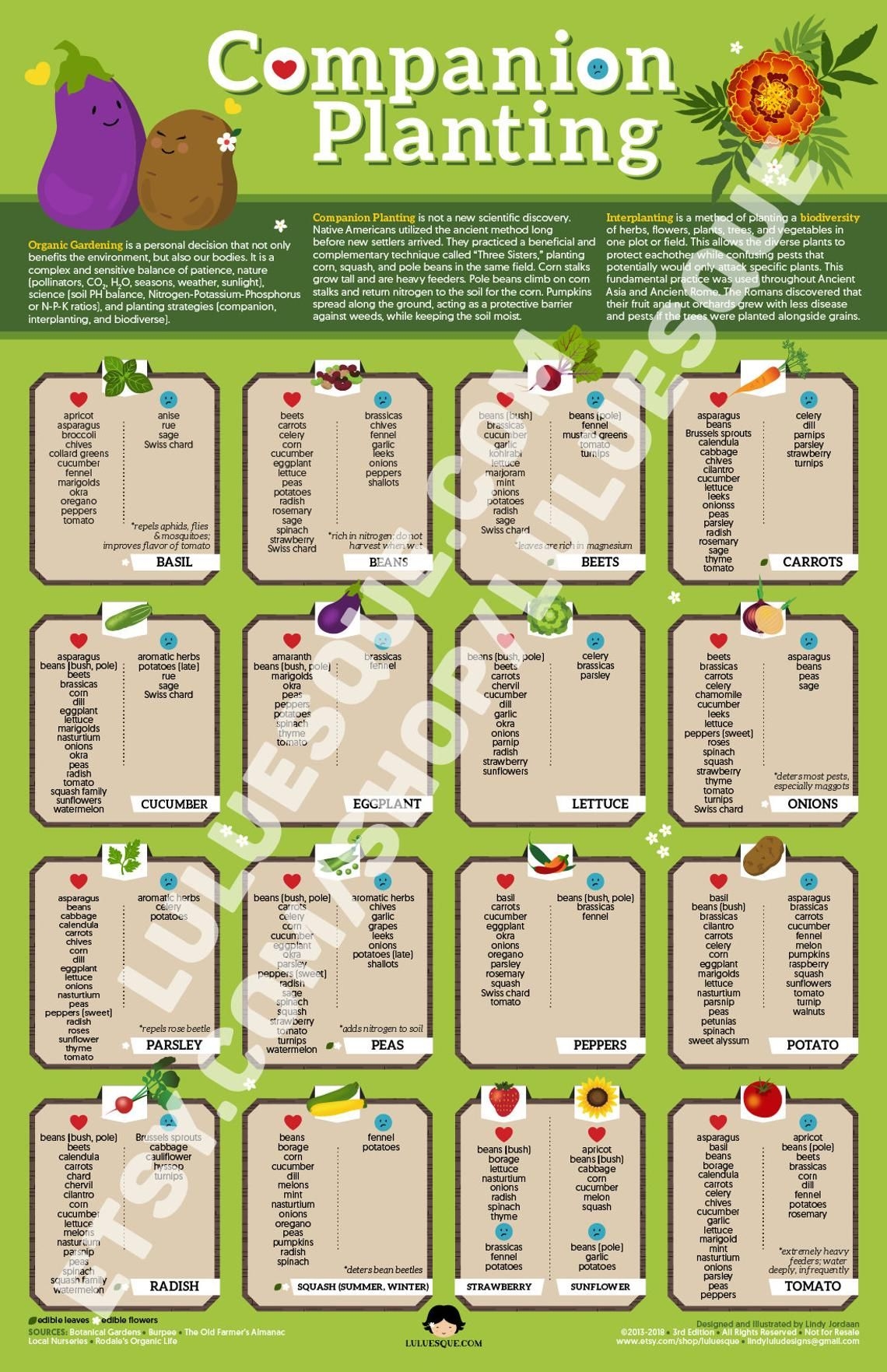 companion planting chart for vegetables companion planting chart for vegetables