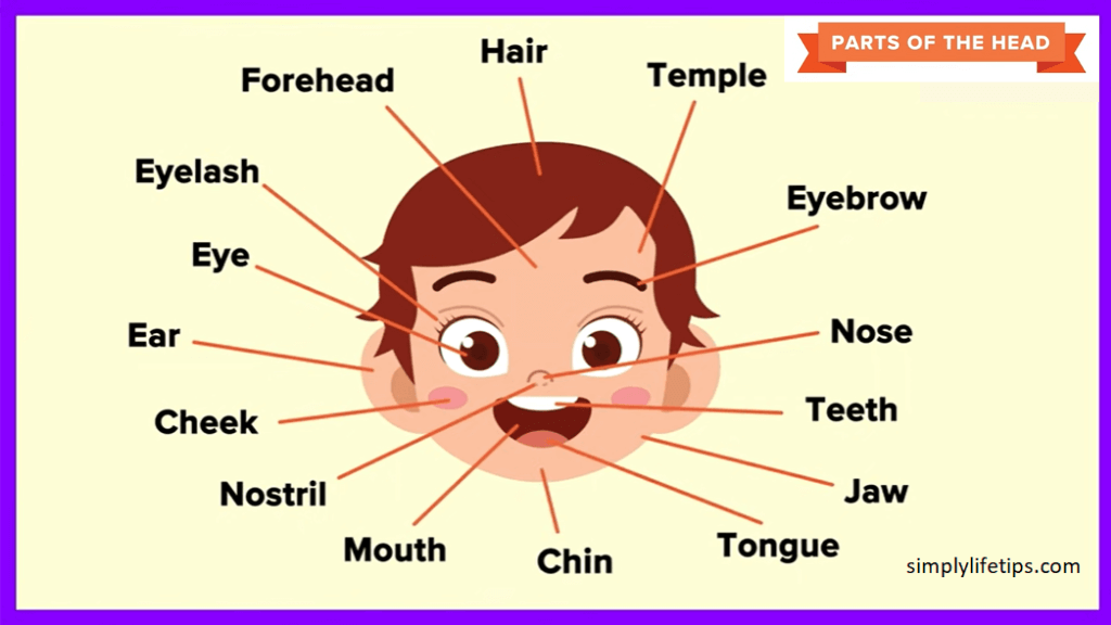 What Are The Parts Of The Head Called At Victor Bartlett Blog