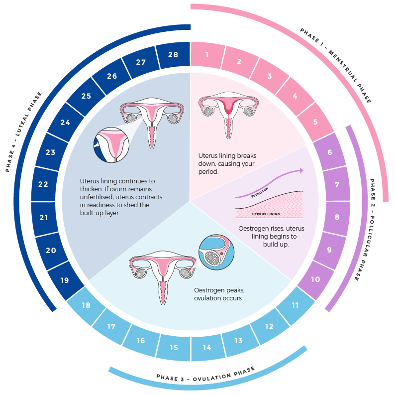 What Are The Phases Of A Menstrual Cycle Libra Menstrual Health 