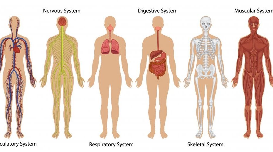 What Is Human Anatomy with Pictures