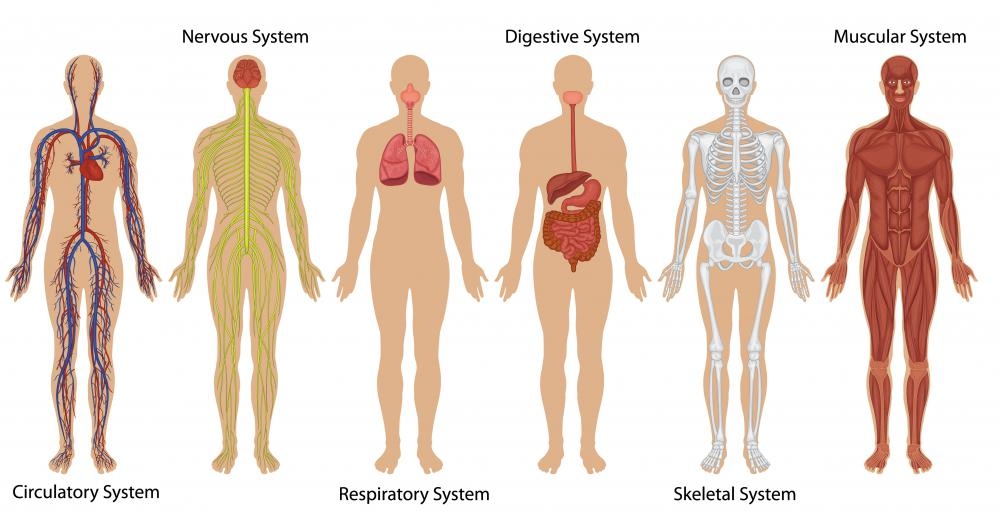 What Is Human Anatomy with Pictures 