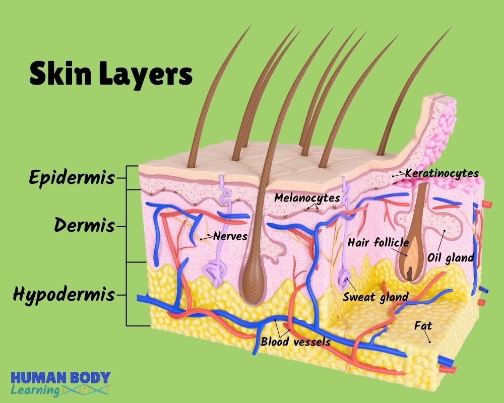 What Is The Proper Order Of Skin Layers From Superficial To Deep At 