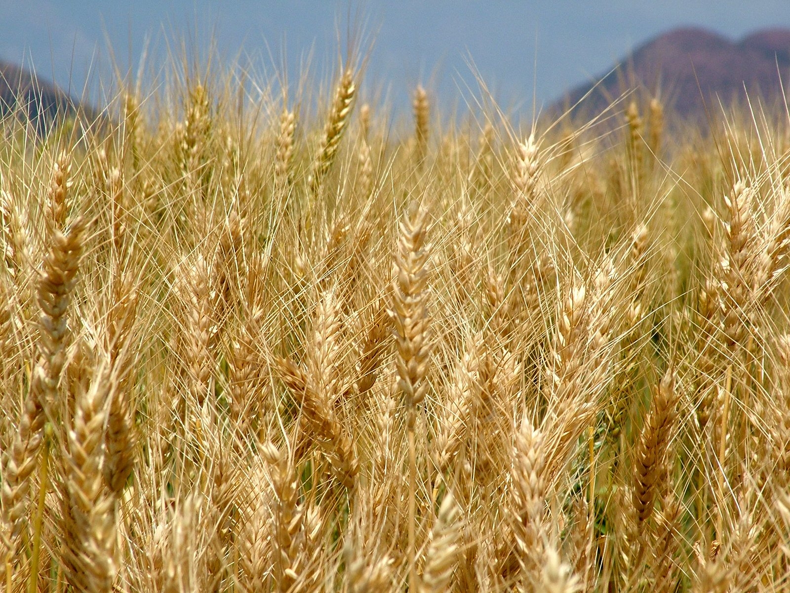 Wheat Fields No 2 Free Photo Download FreeImages