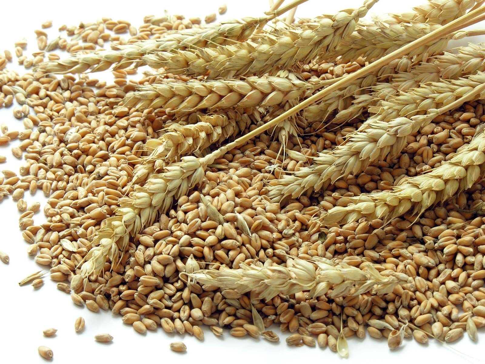 Wheat Production Types Nutrition Uses Facts Britannica