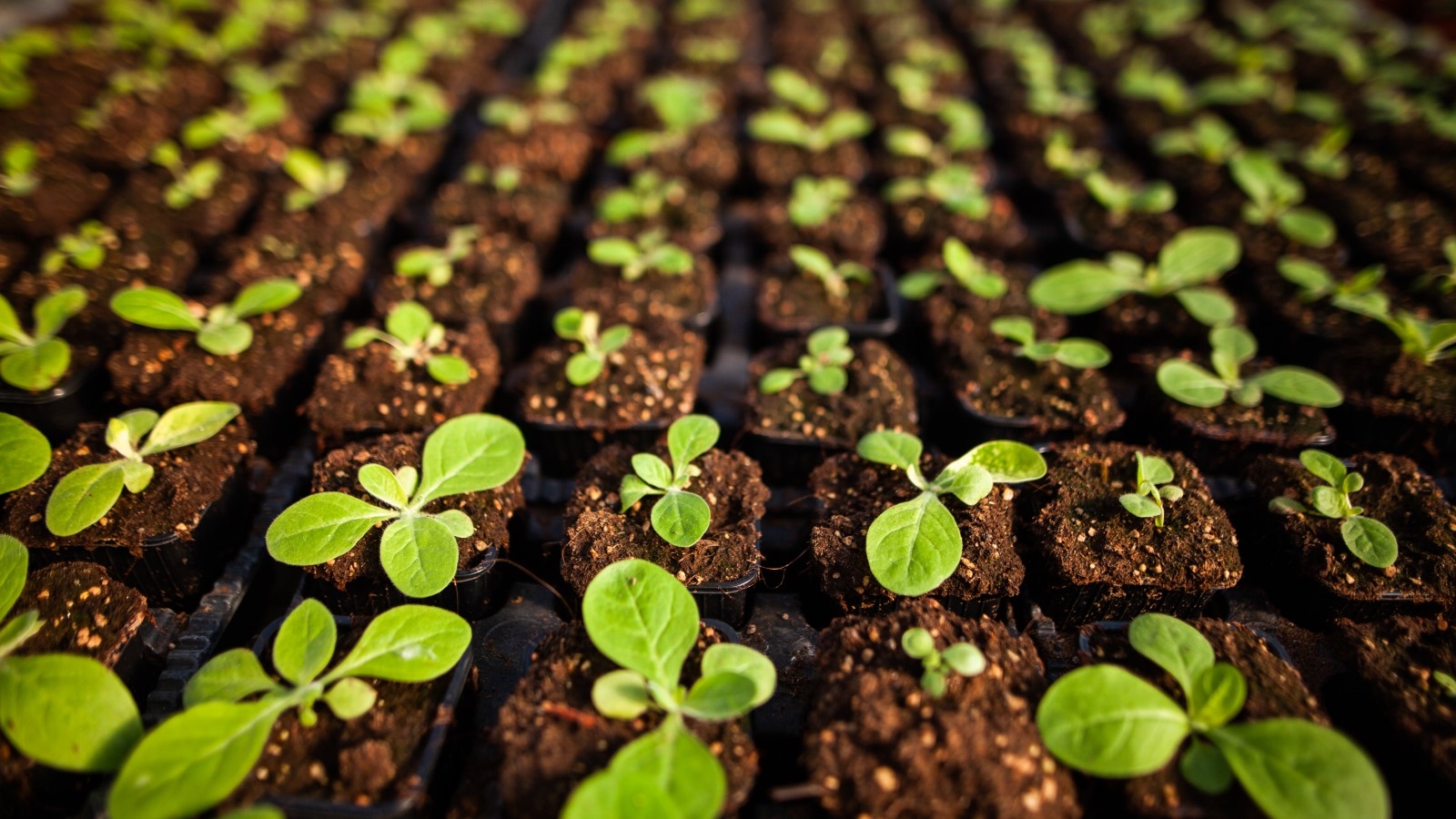 When To Fertilize Seedlings Encourage Healthy Growth Homes And Gardens