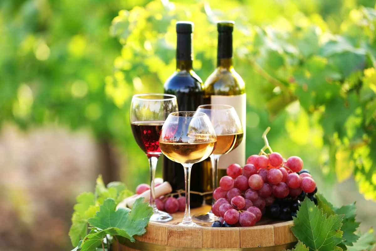 Wine Grapes Images