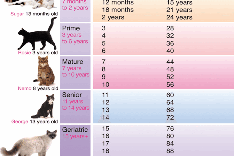 Your Cat May Be Older Than You Think Find Out With This New Chart Tell