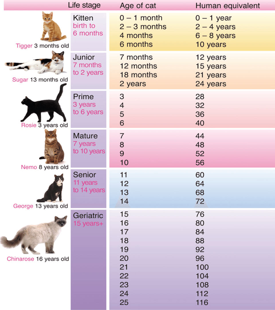 Your Cat May Be Older Than You Think Find Out With This New Chart Tell 